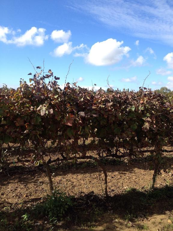 Masseria San Polo Squinzano Eksteriør bilde